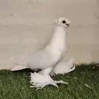 جوز أوربك