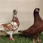 فردتين كوري