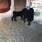 شاه بهيم عليها تيس ذبيحة