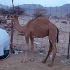 حشو للبيع