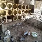 للبيع