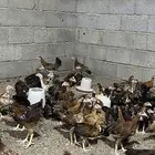 فروخ دجاج فرنسي