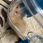 مجموعة هامستر سوري للبيع