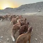 سواكني حمري فاخر