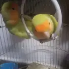 جوز طيور روز