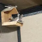 قميري انتاج الديره
