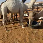 للبيع قعدان مفاريد طيبه