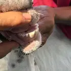 عنز هولنديه