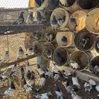 حمام باكستاني تيدي