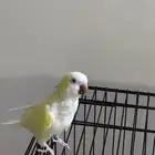 ببغاء كويكر انثى