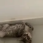 قطط صغيرة