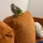 كويكر اليف متكلم للبيع