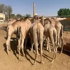 حشوان صوماليه جوده عالية بسوم حلال للزبون الصامل