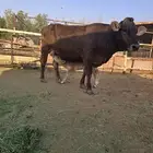 منيحه المانيه بيور بكر في مزرعه بالمزاحميه