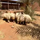 طليان نعيم طيبه