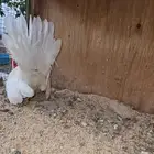 ديك جابنيز قزم