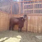 تيس قبرصي خصم
