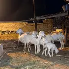 ضان مقاني للبيع