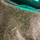 سنوت بلدي نضيف قطف الشهر هذا