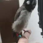 ذكر بلبل مكس ماليزي عربي