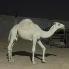 حاشي عمره 9 اشهر جبر وطايش