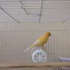 ذكرين كناري مغردين