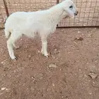 داغوره