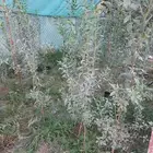 شتلات لوز