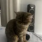 قطه للتبني