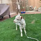 تيس قزمي للبيع