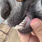 عوارض صنف 7 بالفحل