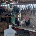 دجاج بلدي اسود