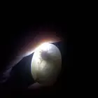 حجرعقيق يماني مصور رباني