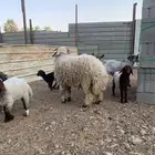 داغور نعيمي مشروع فحل جذع