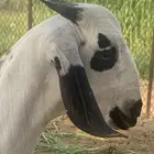 مشروع بيشي