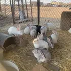 القصيم