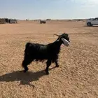 تيس فحل
