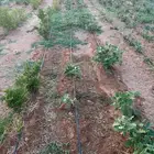 ليات زراعية بالتنقيط للبيع مستعمله