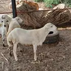 ذبايح من المزرعه