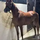 مهره واهو للبيع