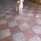 خروف حري عمره شهرين