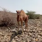 حاشي للبيع