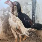 شامو ياباني