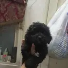 للبيع كلاب صغير عمر شهرين