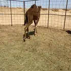 قعود احمر