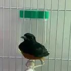 ذكر شامه