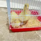 بط بكيني العمر شهر