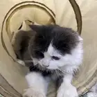 قطة شيرازيه انثى