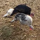 دجاج رومي