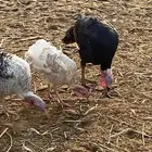 دجاج رومي